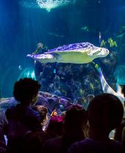 Grupo de niños conociendo a la tortuga Yellow