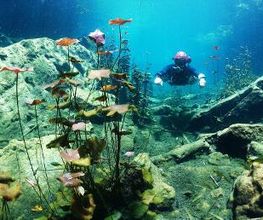 Jaguar Divers - Dive Shop in Playa del Carmen imagen 13