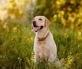 Reinado Canino imagen 5