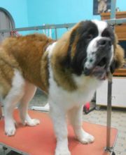 La Bichonnerie Henin image 8