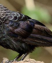 Alamo Inn B&B, Gear & Tours image 7