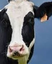 DE GEEST Jan image 1