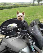 Leprat Sonia image 3