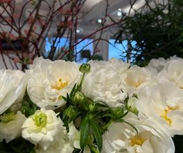 Zimmermann Flaach AG Blumen & Gartenbau Bild 5