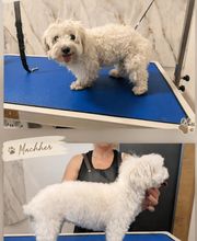 Gen's Pet Studio Bild 4
