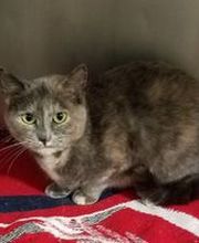 Schroon River Animal Hospital image 7