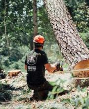 Top Tier Trees image 19