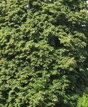 Baumpflege Hofstetter GmbH Bild 1