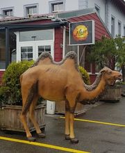 Dekorationsvermietung.ch AG Bild 13