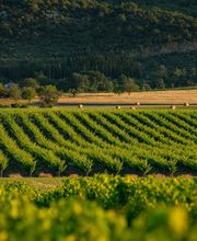 Caveau de Jalès image 12