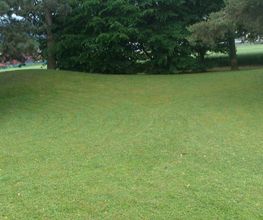 FLORESCENCE image 8