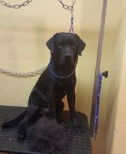 Hundesalon Pet Cut's Bild 18