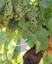 Millet Franck Sarl image 2