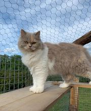 Elevage Kimy's Valey image 11