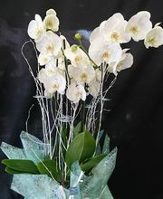 Floristería Imabel imagen 20