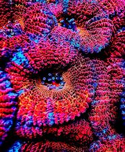 Aqua-Matrix Corals GmbH Bild 3