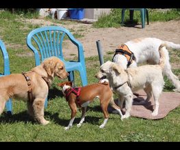 Hundeschule Mosig Bild 10