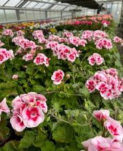 Blumen Haider Bild 2
