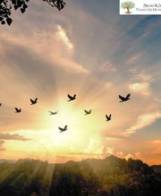 Vögel die gemeinsam in einer schönen Morgenstimmung fliegen.