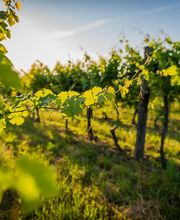 GRANAVIÑA SL imagen 2