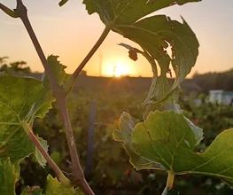 Weingut Weyer - Mörstadt Bild 3