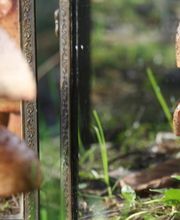 Baron Élagage image 5