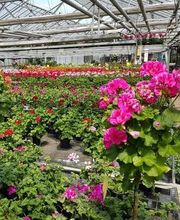 Blumen Krippner Bild 13