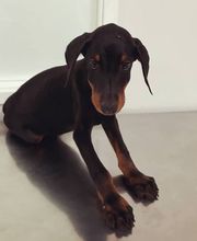 Arca Veterinaria imagen 6