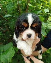 Manusset Sylvie image 10