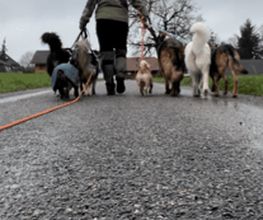 Focus Dogs Hundeschule KlG Bild 2