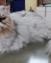 Botitou Toilettage image 7