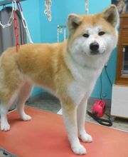 La Bichonnerie Henin image 15