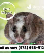 Biggins Exterminating image 10