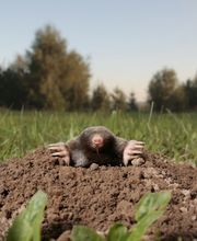 OPC Pest Services - Lexington image 4