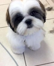 Esprit Canin image 8