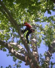 Vagne Service Verts image 1