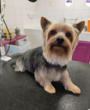 Lili Dog image 6