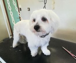 Absolument-Chien image 1
