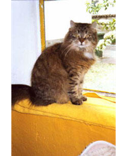 Emmas Katzenparadies Bild 4