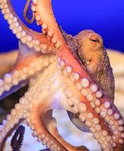 Los geht's zu unserem Schiffswrack: Hier wartet unser Oktopus auf euch!