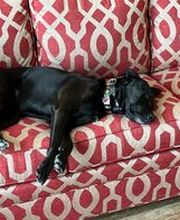 Parkwood Animal Hospital & Boarding image 5