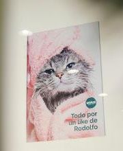 Mökai Mascotas imagen 16