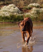 Rhodesian Ridgeback Züchter Bild 7