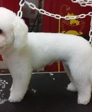 Au Bien Etre Canin image 2