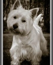 Au Caprice Du Chien image 8