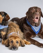 Tierarzt Vlotho, Tierarztpraxis am Roseneck Bild 1