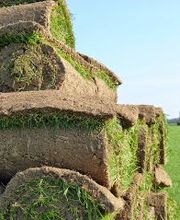 Normandie Gazon image 6