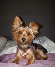 Élevage familial de la Pomaille image 15