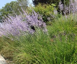 Royal Jardin sarl Bild 3