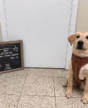 Brookhill Animal Hospital image 20